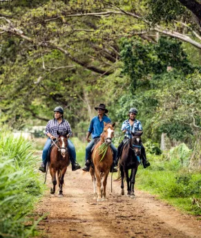 Stockmen de Nouvelle-Calédonie Chevaux en brousse