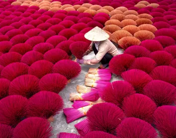 Champs de Fleures Hanoi Vietnam