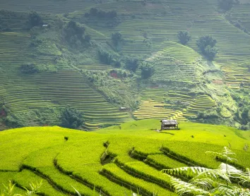 Rizières de Chiang Mai Terrasse rizière Thaïlande